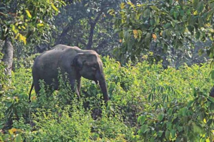 Farmer killed in wild elephant attack in Rangunia